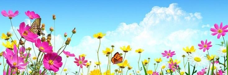 F L O W E R S 🍀🌸's banner