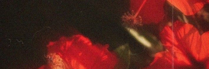 Mariangel 🌸༘⋆ banner