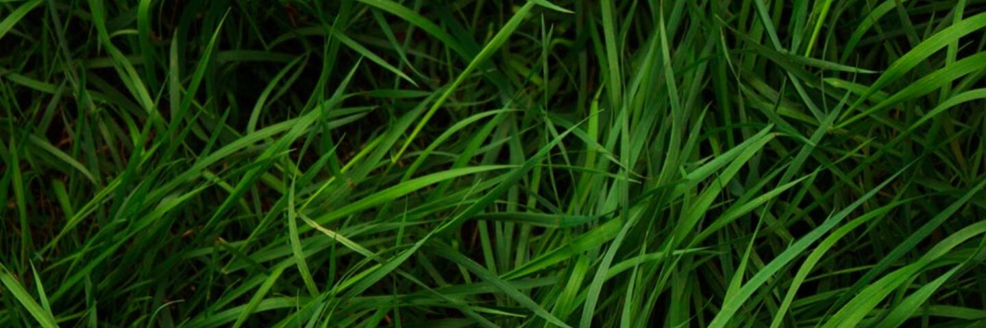grassdog's profile banner image