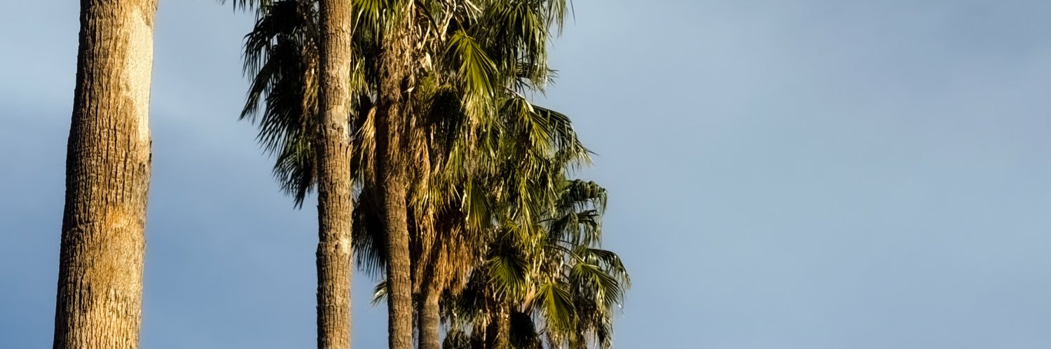 ceeeelllzzzzz banner