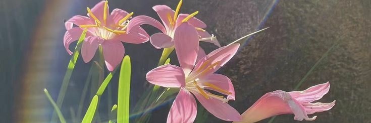 𝐚𝐧𝐢𝐧𝐝𝐝²⁶ banner