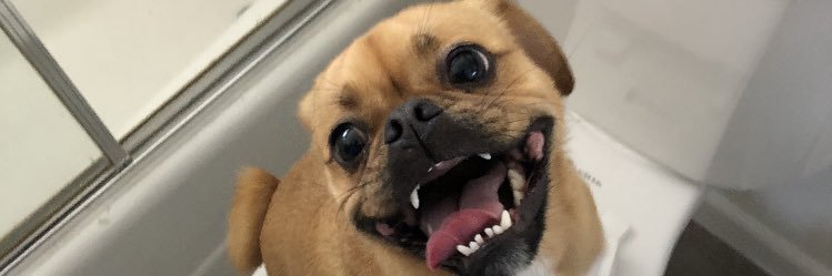 DannyDragonetti's profile banner image