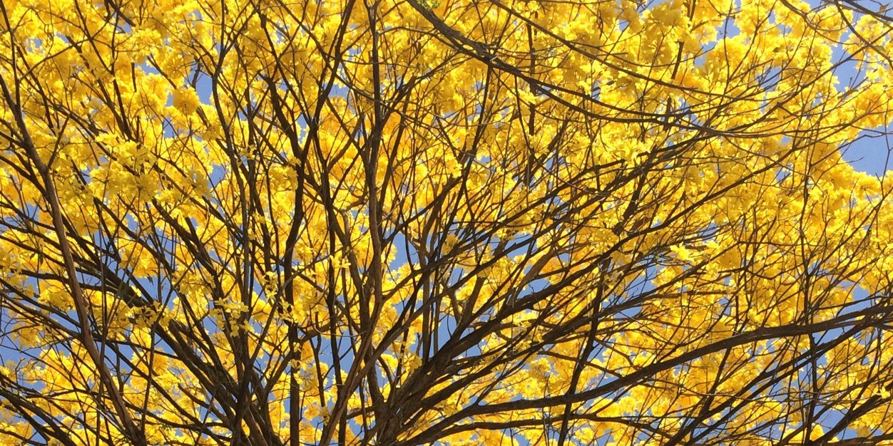 Pamestrada's profile banner image