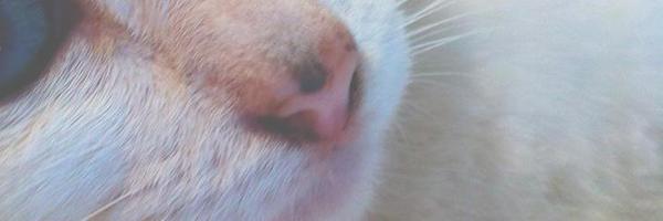 undersheepskin Profile Banner