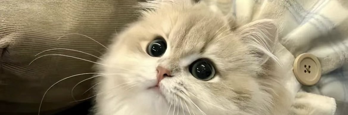 PuppyXiny's profile banner image