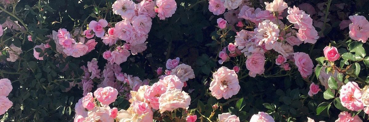 アヤカ banner
