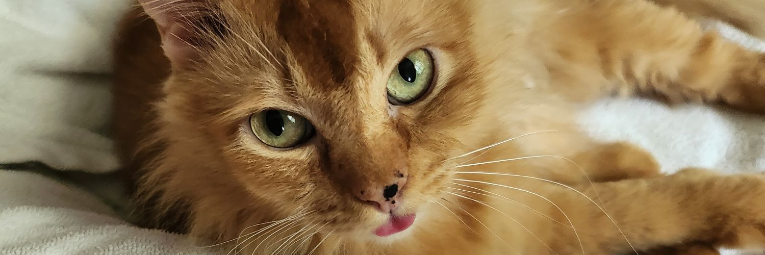 sknysa's profile banner image