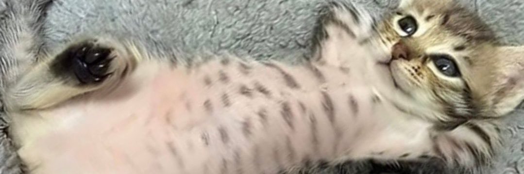 tigre sigma banner