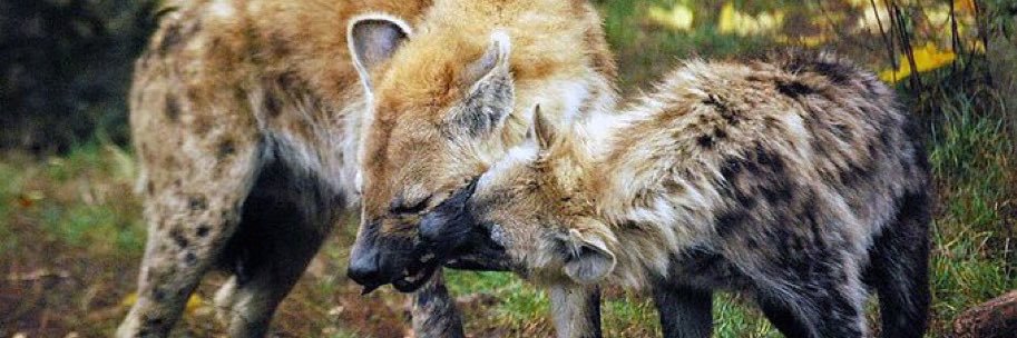 elias ((alt)) 🍤 banner