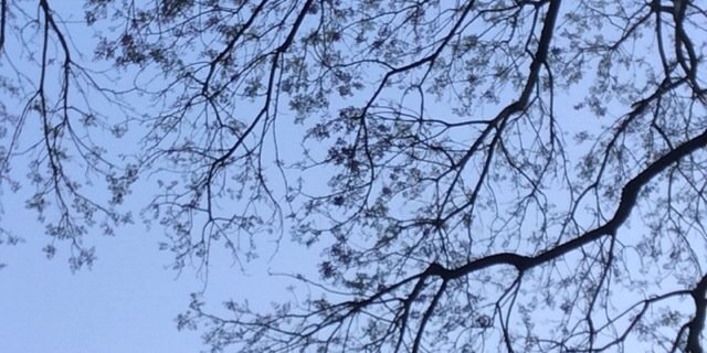 fertatoscano's profile banner image