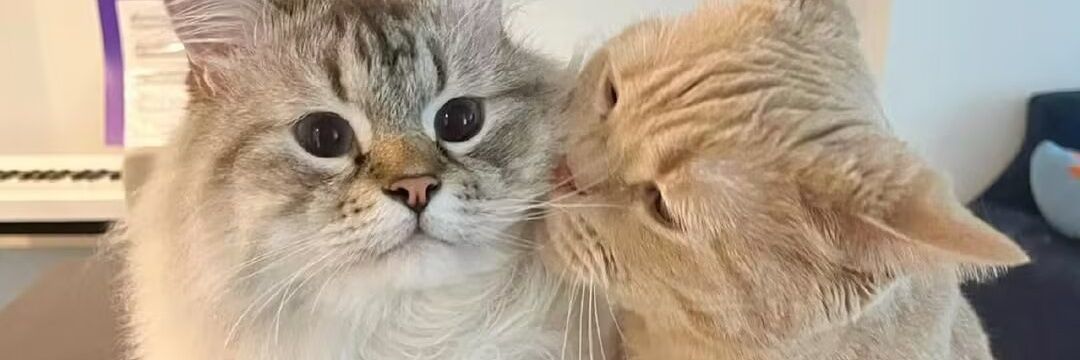 🐱's banner