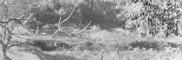 skepticalxbt Profile Banner