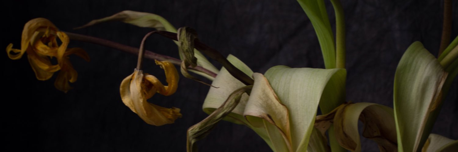 vklee's profile banner image