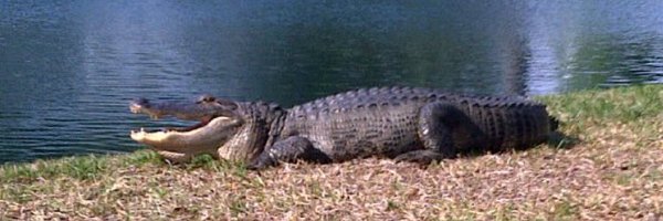 jbmbcoast Profile Banner