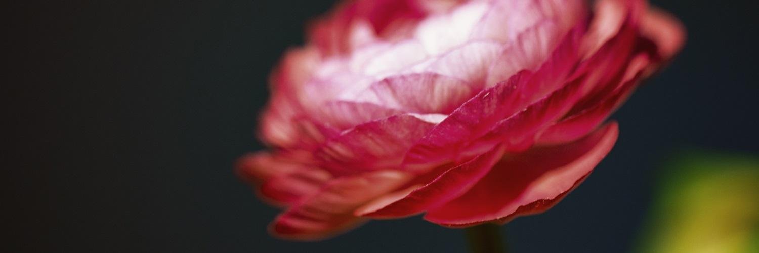 blushstopshere's profile banner image