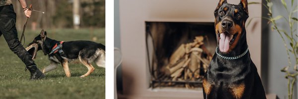 gooddogusaco Profile Banner