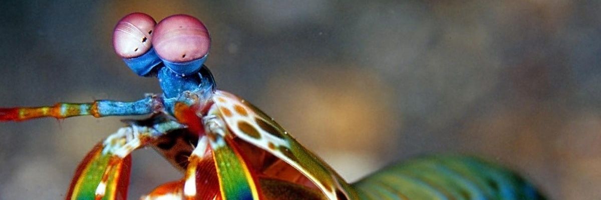mantis banner