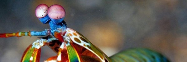 mantisworker Profile Banner