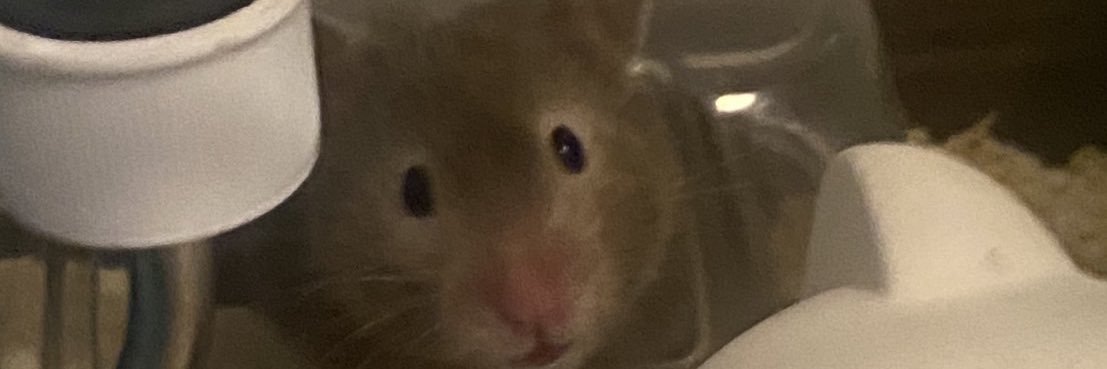 𝘚𝘮𝘪𝘵𝘩 banner