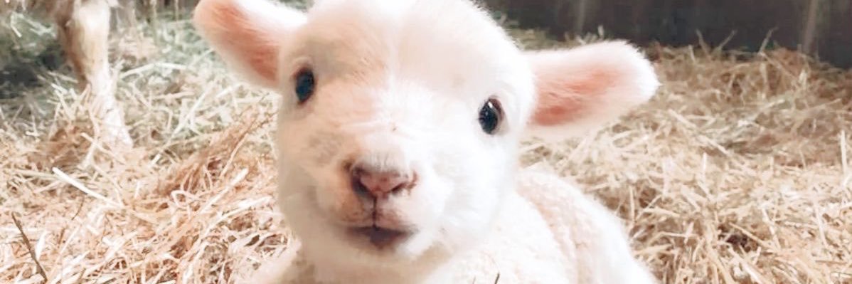 KINGDON ENDGAME banner