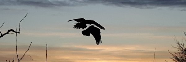 vachroi Profile Banner