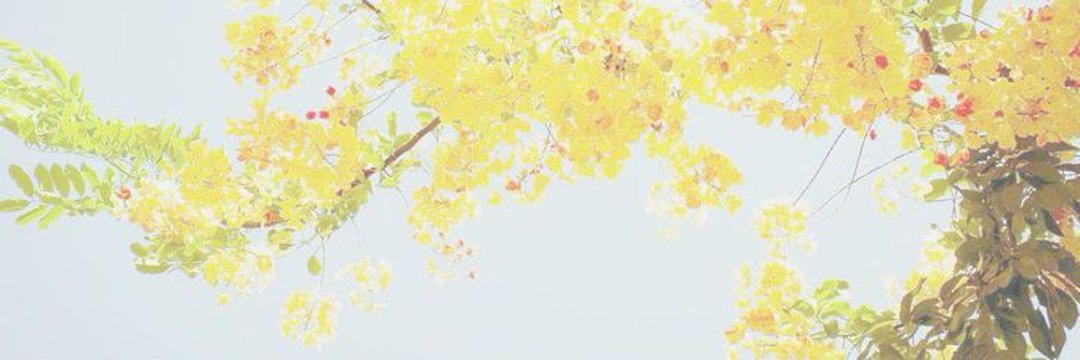 Phos⭐'s banner