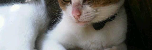 Sandra7552's profile banner image