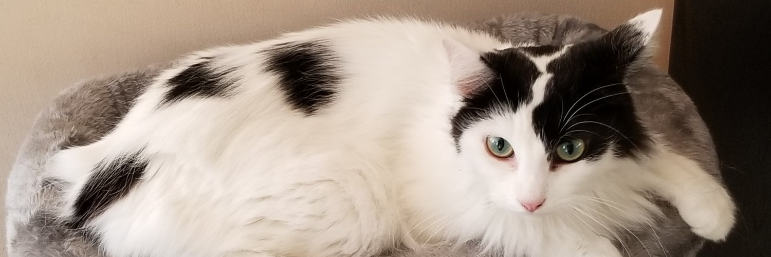 surfkitty's profile banner image