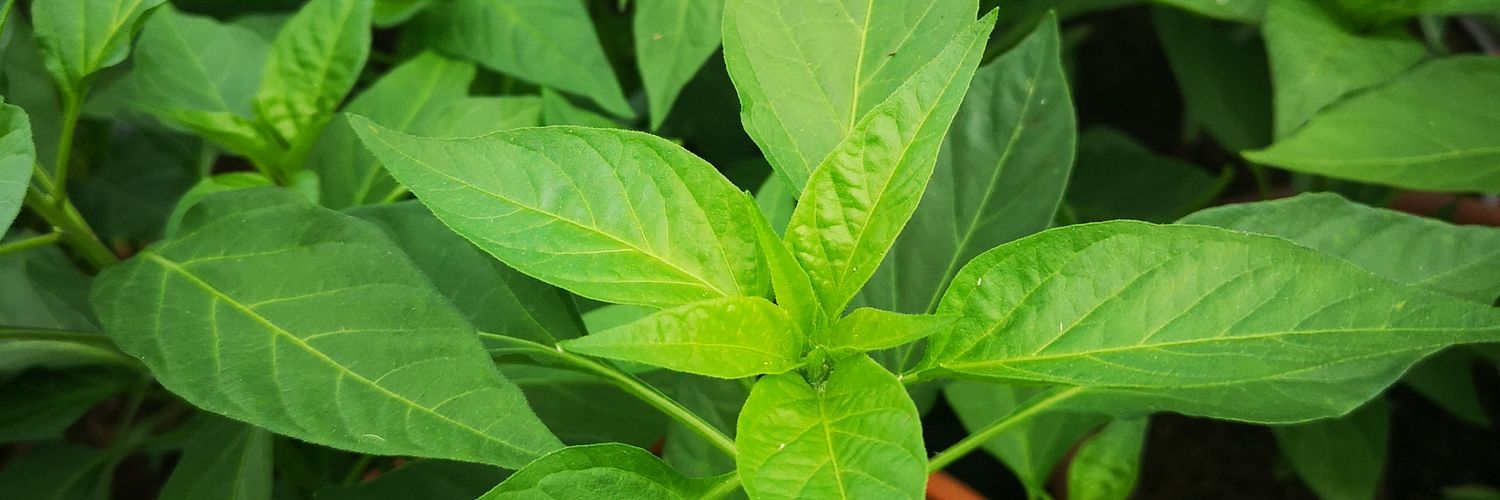 Scott Cunliffe banner