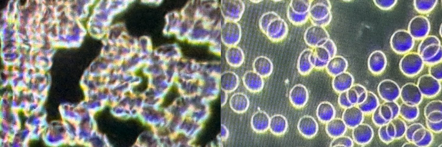 LisaSchermerhorn banner