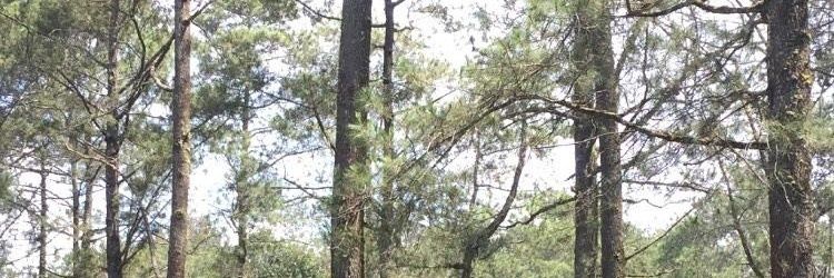d banner