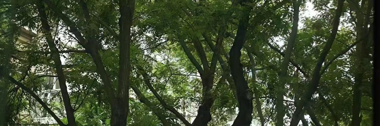 芽芽 banner