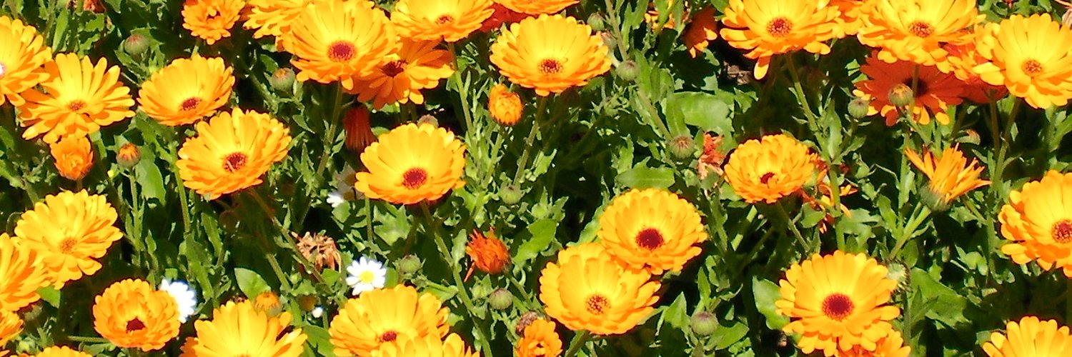 aprako's profile banner image
