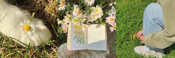 flowsyswan Profile Banner