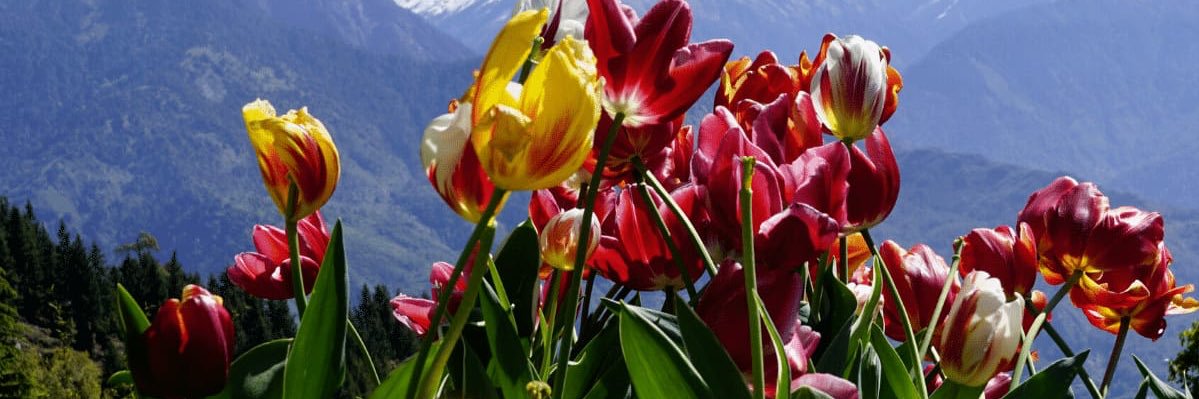 mohit121971's profile banner image