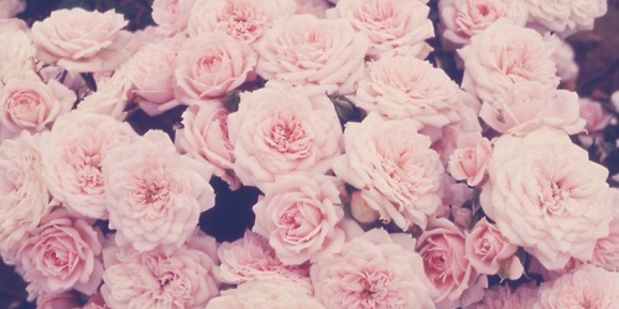 AmeliaRchmwt's profile banner image