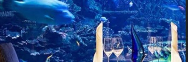 alma_r0s4 Profile Banner