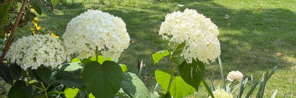 Colliersarte's profile banner image