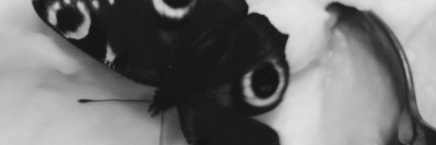 Beta305's profile banner image