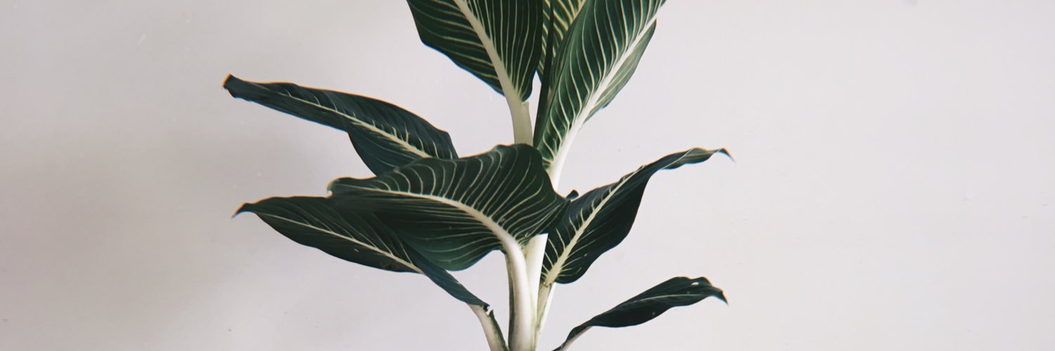 แม็กกี้ 吴锦程🍣🥢 banner