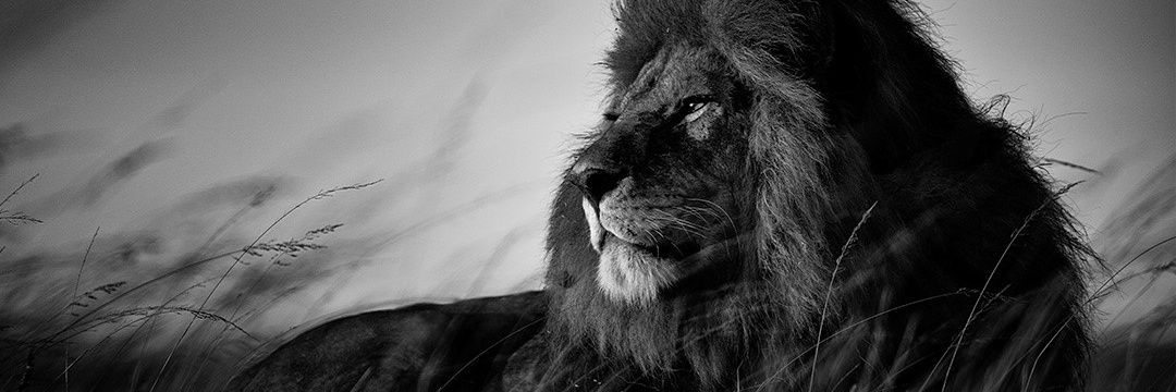 _ReigningSSMB's profile banner image