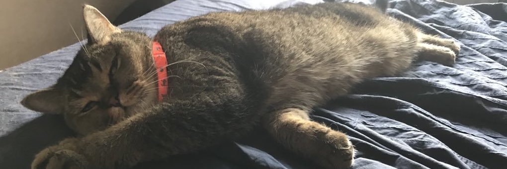 Capybara_addiction banner