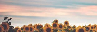 Caaisabela's profile banner image
