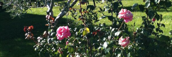 AngyClaude Profile Banner