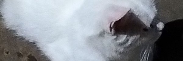 MohSugg Profile Banner