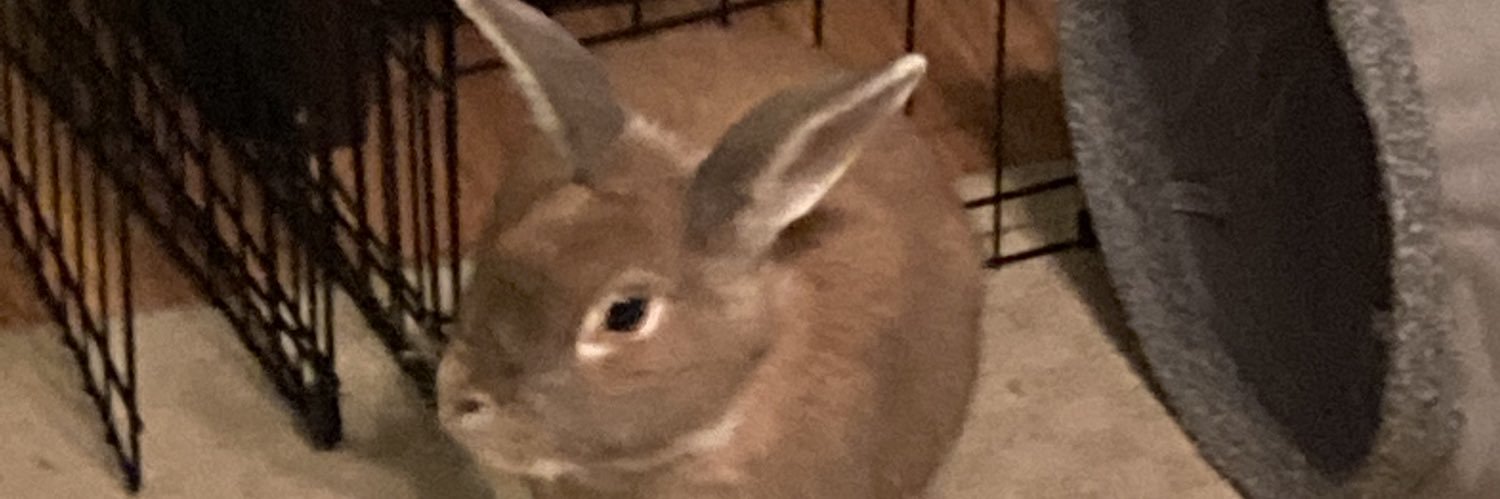 Most Definitely Not A Rabbit's banner