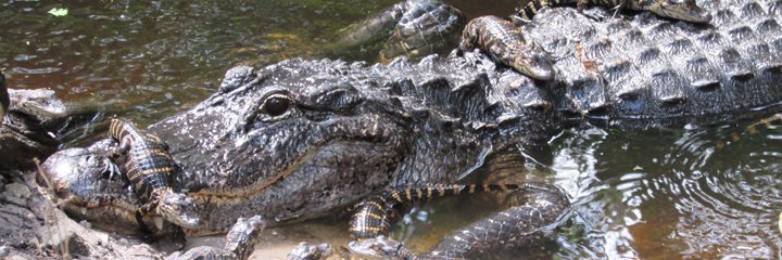 MickeyMabel1984 banner