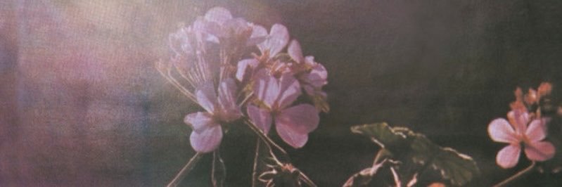 sistercurare's profile banner image