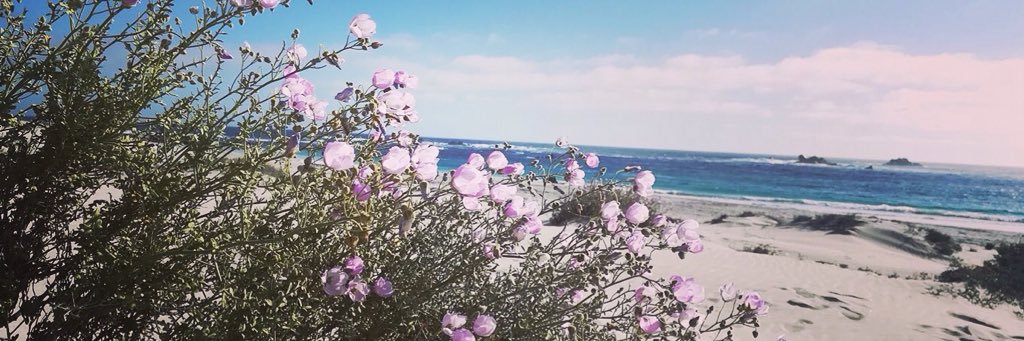 soniapeg's profile banner image