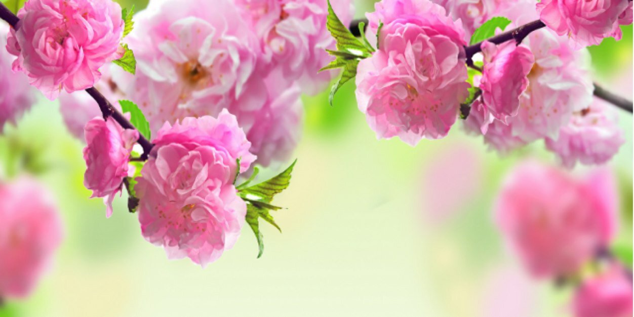 manuelacadarso's profile banner image